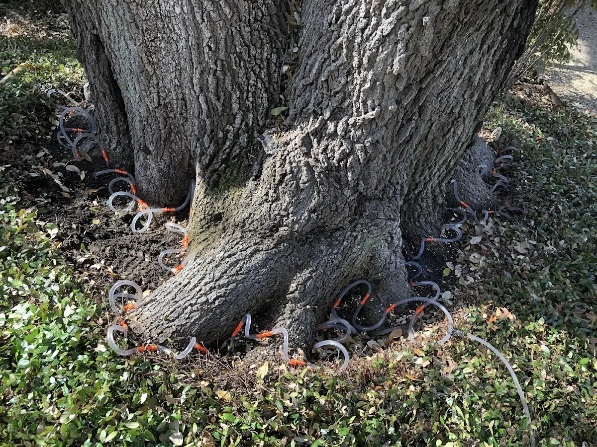 Detailed Tree Cabling and Bracing job site in Lamar
