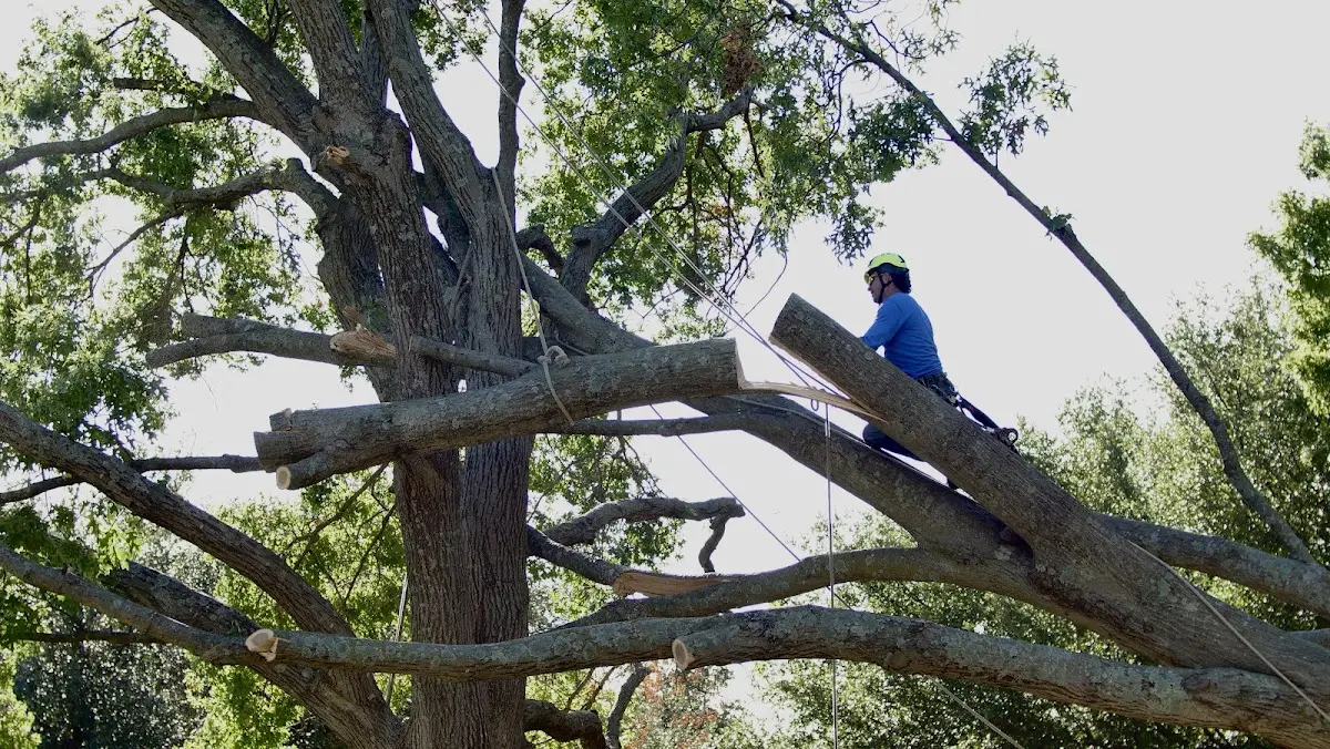 Professional Hazardous Tree Removal performed by certified arborists in Lamar